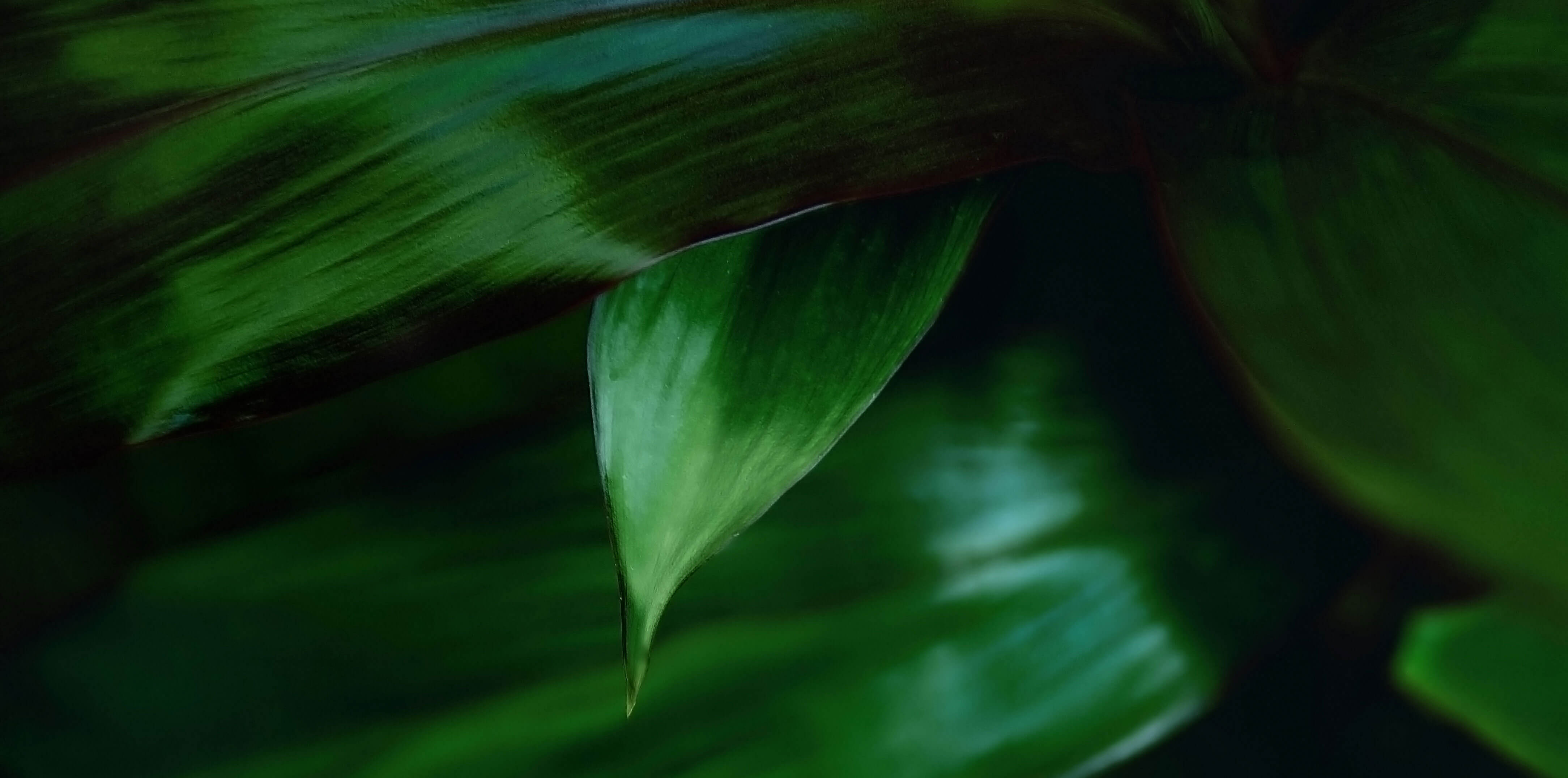 Image of green leaves