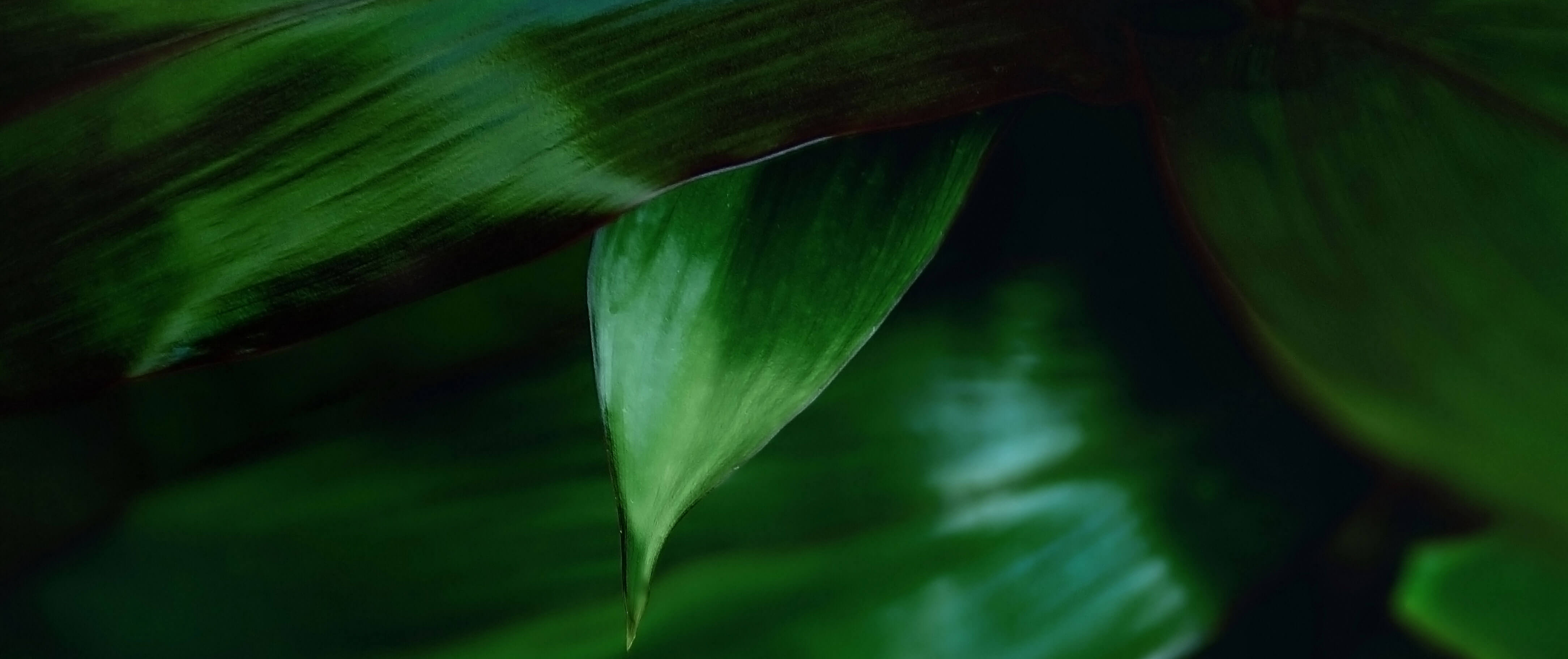Image of plant leaves
